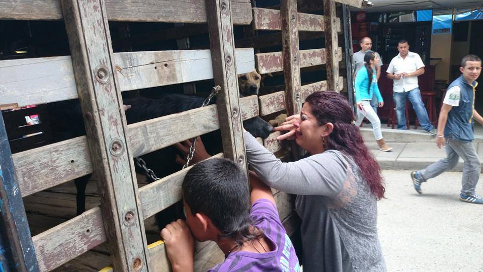 ¿Holocausto de mascotas en Sonson?