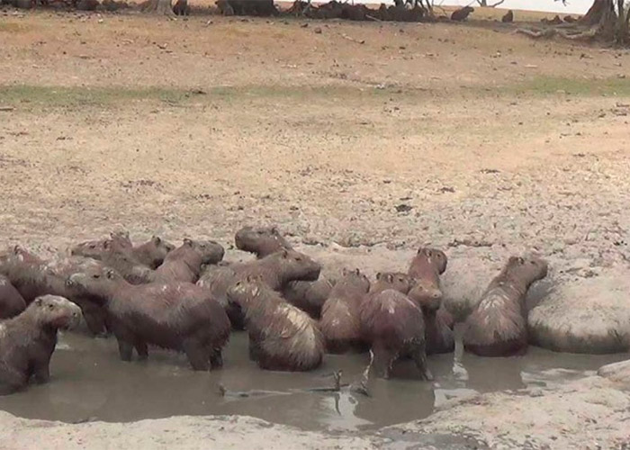 El impacto de las petroleras en el Casanare