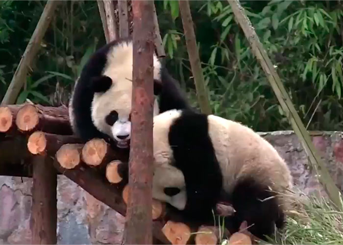 El ‘Viaje Pandástico’ de Hao Hao y Xing Hui