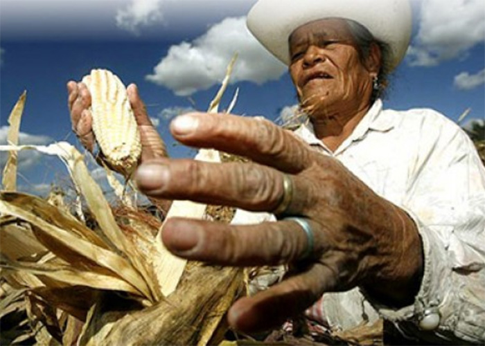 Los desastres del TLC en las familias del campo