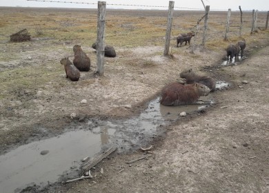 Petroleras: las causantes del desastre ambiental en Casanare