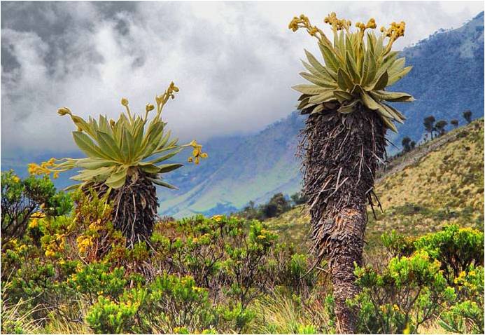 Páramos: un ecosistema vulnerable en Colombia