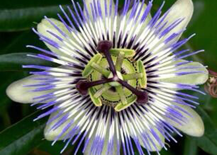 Nueva flor hallada en Colombia