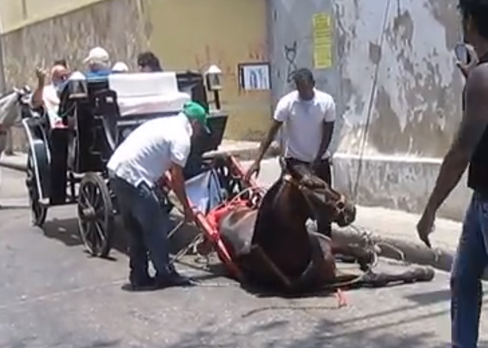 El impactante video de maltrato a  caballos en Cartagena