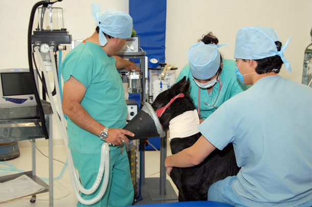 Necesitamos un hospital público veterinario