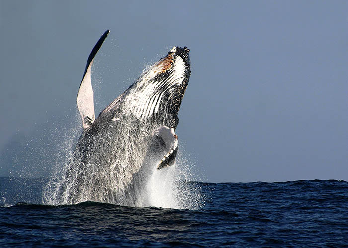 ¡Comienza el show de las Yubarta!