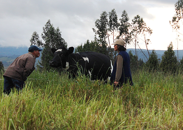 La revolución de la leche en el Cauca