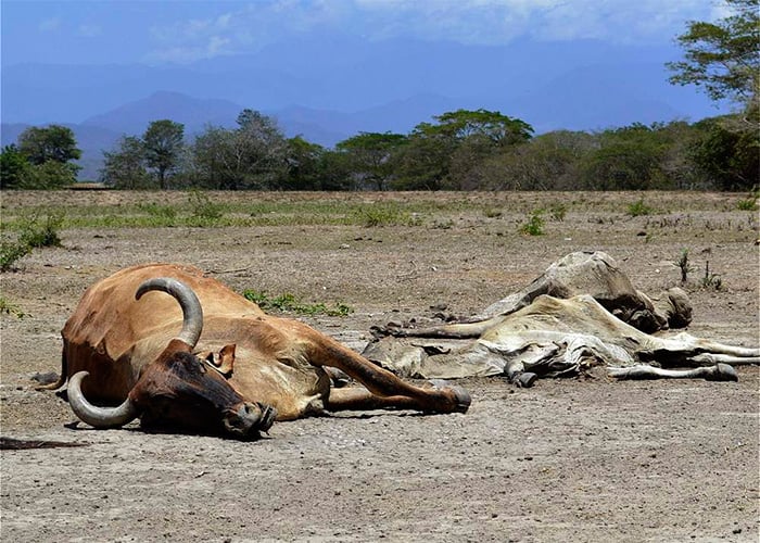 Además de los chigüiros, otros animales mueren