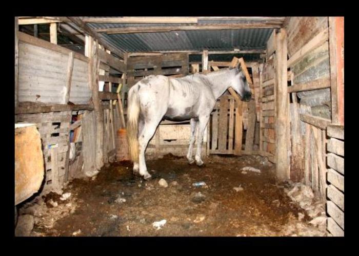 Hay cerdos en las pesebreras de Cartagena
