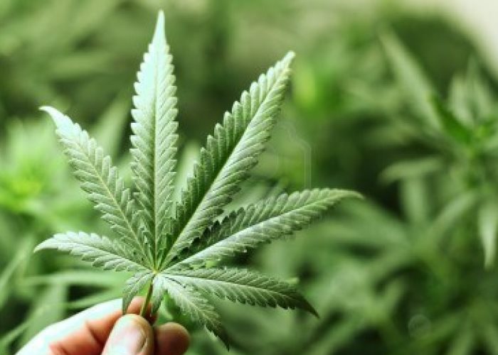 La legalización de la marihuana en Colombia
