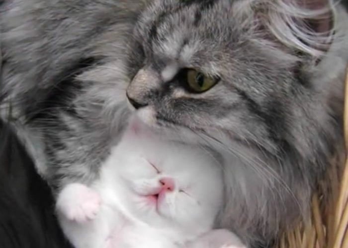 Los animales con sus crías