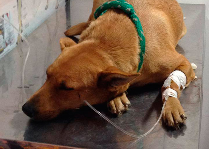 Perros víctimas de envenenamiento