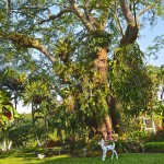  - Recorriendo Cali con una reina