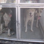  - Holocausto perruno en Santa Marta