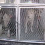  - Holocausto perruno en Santa Marta