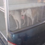  - Holocausto perruno en Santa Marta