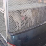  - Holocausto perruno en Santa Marta