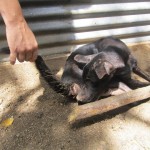  - Holocausto perruno en Santa Marta