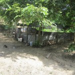  - Holocausto perruno en Santa Marta