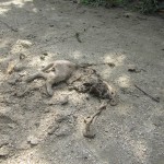  - Holocausto perruno en Santa Marta