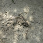  - Holocausto perruno en Santa Marta