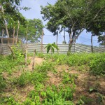  - Holocausto perruno en Santa Marta