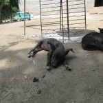  - Holocausto perruno en Santa Marta