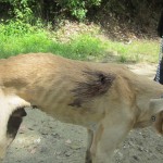  - Holocausto perruno en Santa Marta