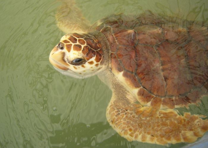 Hoy el s.o.s lo hacemos por la  fauna Guajira