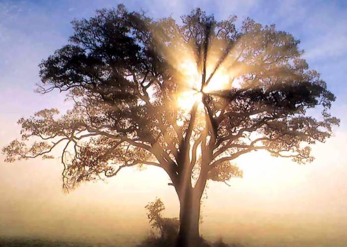 ¿Y si los árboles hablaran?