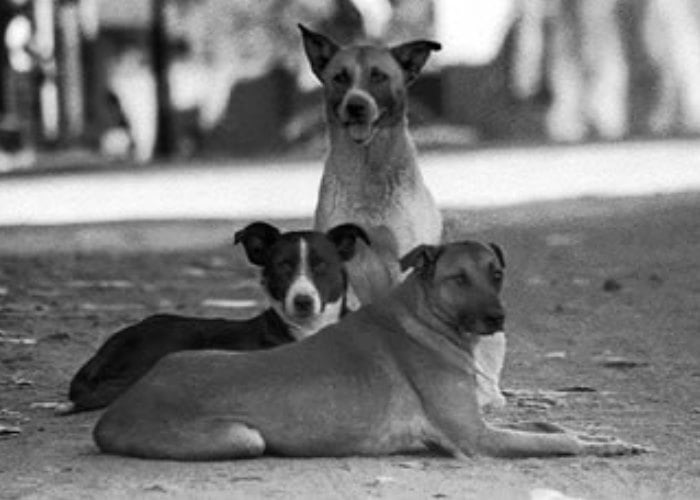 Crónica: Los perros lloraron