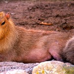  - El llano y sus tonos infinitos de sol