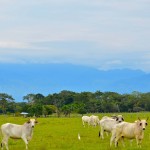  - El llano y sus tonos infinitos de sol