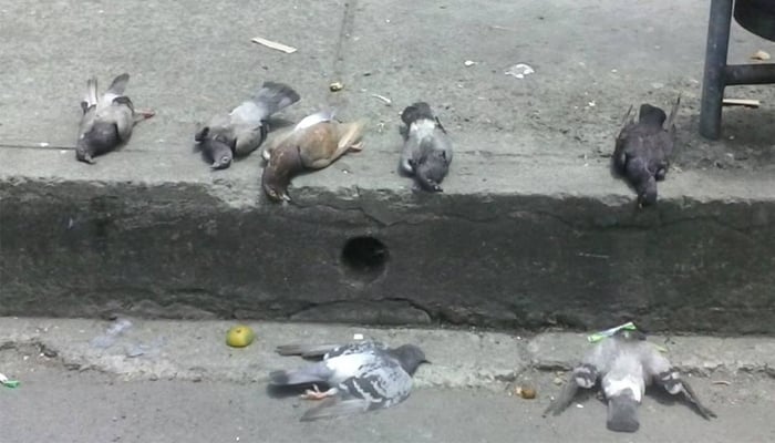 ¿Quién está envenenando las palomas del centro histórico de Popayán?