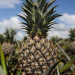  - El llano y sus tonos infinitos de sol