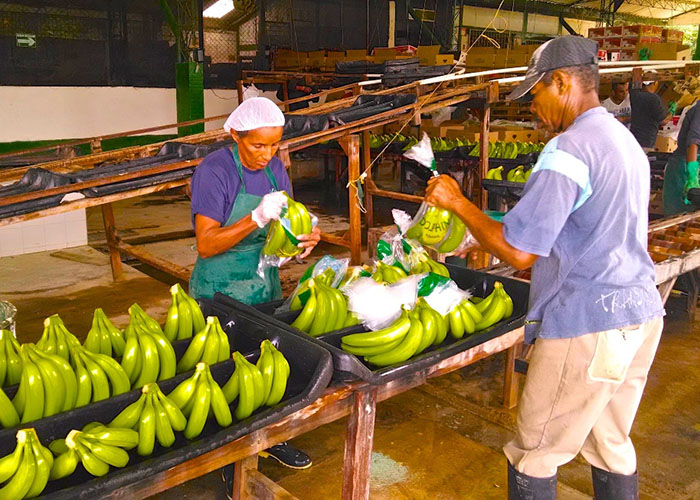 Urabá, sin más armas que un banano