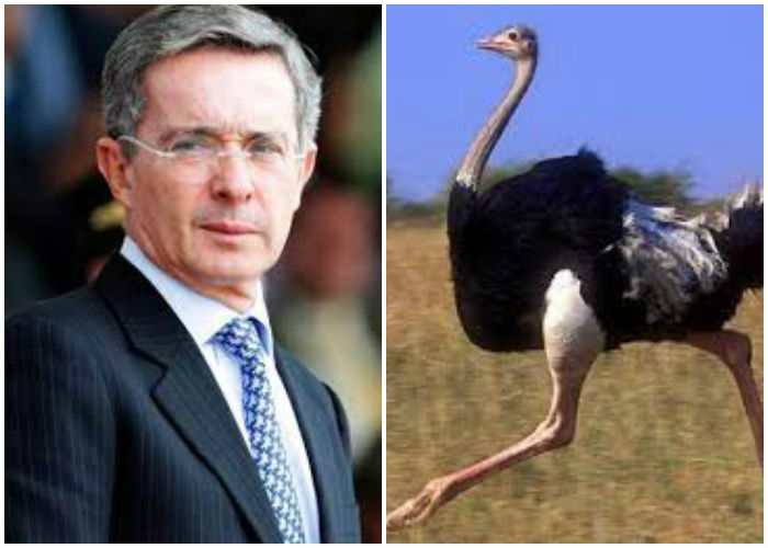 Uribe y la estrategia del avestruz