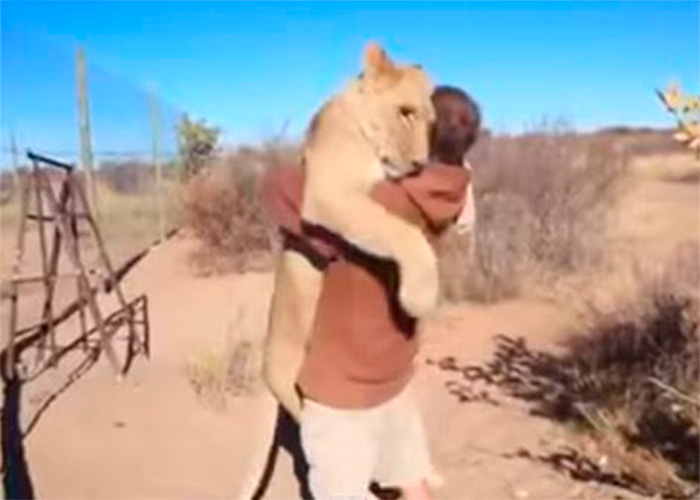 El emotivo abrazo de una leona a su cuidador