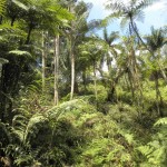  - El Edén del Quindío