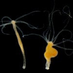  - ¿Podemos prevenir totalmente el cáncer?