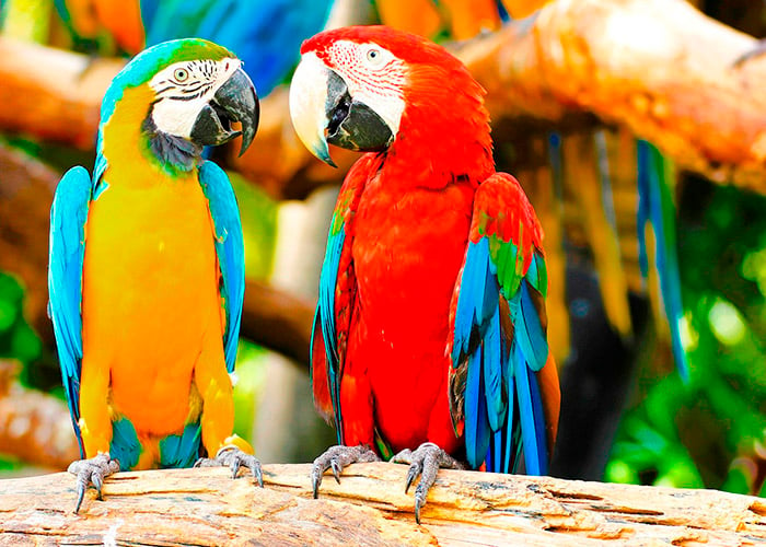 Colombia, el paraíso de las aves