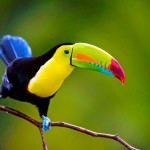  - Colombia, el paraíso de las aves