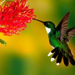  - Colombia, el paraíso de las aves