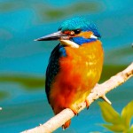  - Colombia, el paraíso de las aves