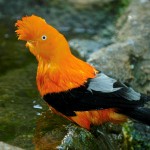  - Colombia, el paraíso de las aves