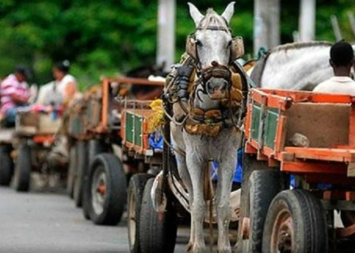 A velocidad de carretilla va la sustitución de los vehículos de tracción animal