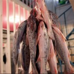 Carroña por liebre - -- Las2orillas - Carroña por liebre