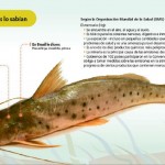 Carroña por liebre - -- Las2orillas - Carroña por liebre