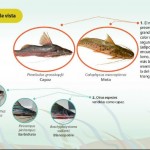 Carroña por liebre - -- Las2orillas - Carroña por liebre