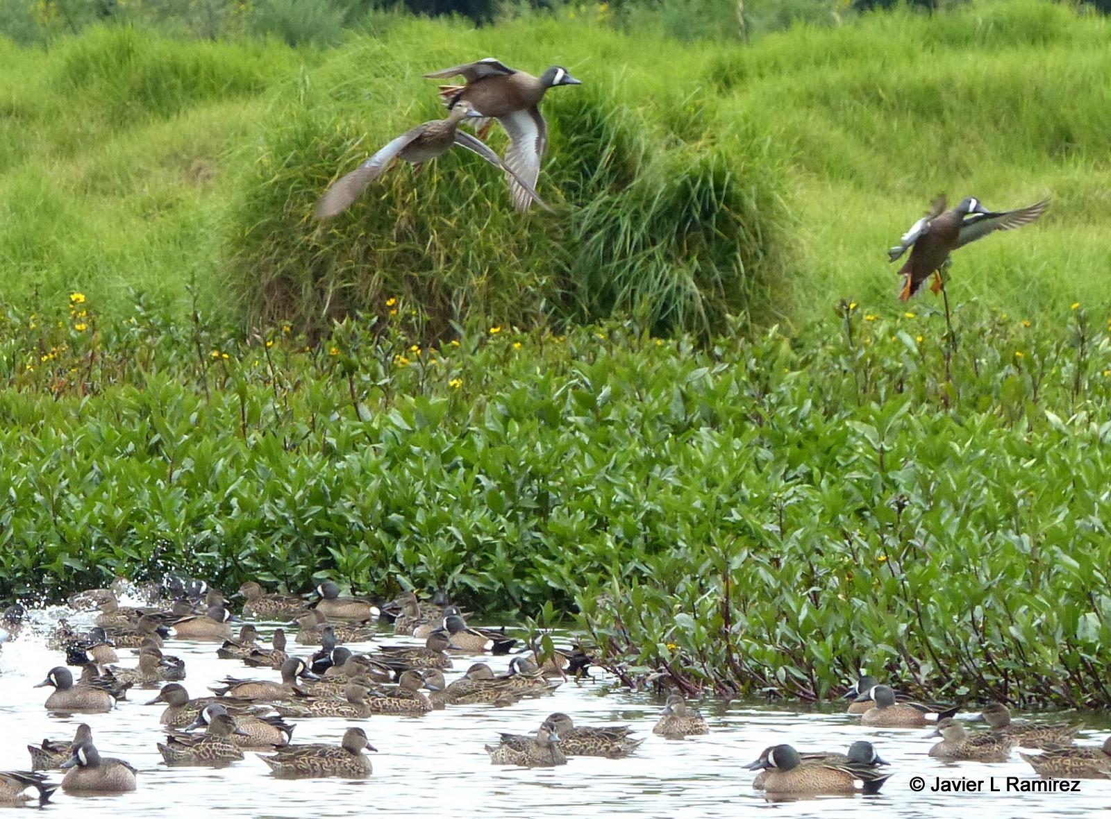 ¿Recuperar el río Bogotá implica destruir un humedal?